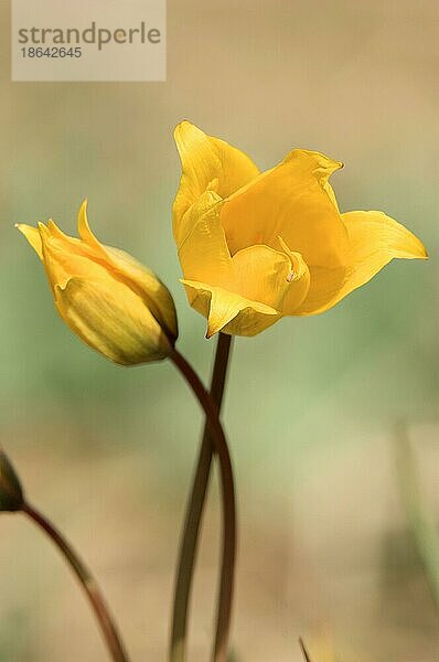Tulpe (Tulipa sylvestris)
