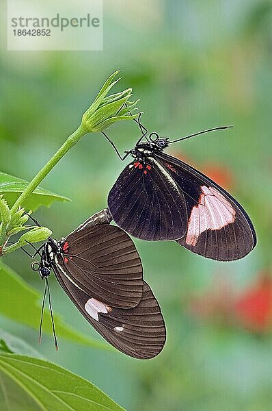 Briefträgerfalter  Paarung (Heliconius melpomene)