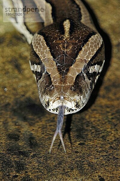 Dunkler Tigerpython (Python molurus bivittatus)  züngelnd  züngeln  züngelt
