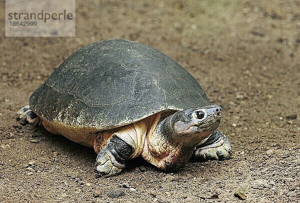 Borneo-Flussschildkröte (Orlitia borneensis)