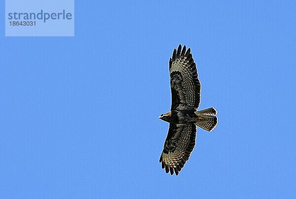 Mäusebussard (Buteo buteo)  Nordrhein-Westfalen  Wespenbussard  Deutschland  Europa