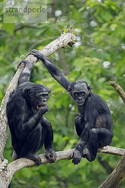 Bonobos  Zwergschimpanse (Pan paniscus)