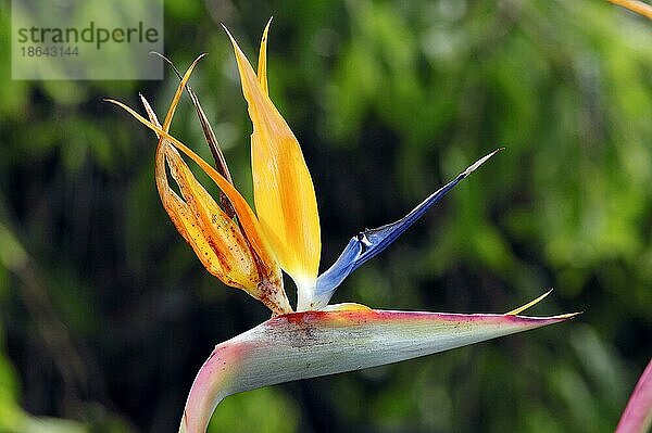 Paradiesvogelblume (Strelitzia reginae)  Strelitzie