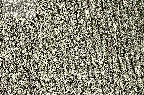 Speierling (Sorbus domestica)  Rindendetail  Rinde  Sperbe  Baumrinde