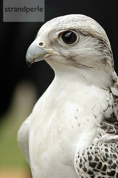 Gerfalke (Falco rusticolus)  weiße Phase  seitlich  Profil