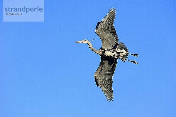 Graureiher (Ardea cinerea)  Nordrhein-Westfalen  Reiher  freistellbar  Deutschland  Europa