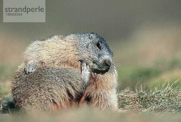 Alpenmurmeltier (Marmota marmota)  Nationalpark Hohe Tauern  Murmeltier  Österreich  Europa