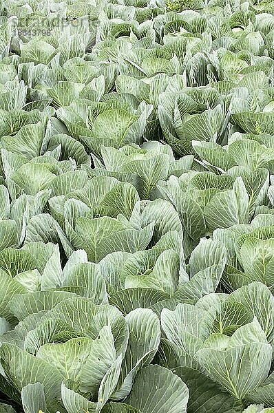 Feld mit Weißkohl (Brassica oleracea convar. capitata f. alba)  Deutschland  Europa