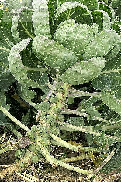 Rosenkohl (Brassica oleracea var. bullata subvar. gemmifera DC)