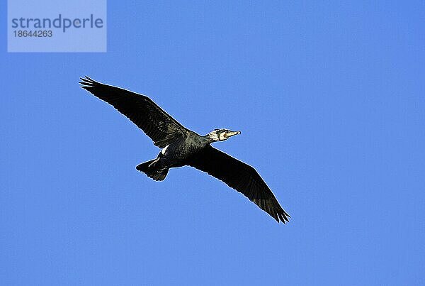 Kormoran (Phalacrocorax carbo)  Nordrhein-Westfalen  freistellbar  Deutschland  Europa