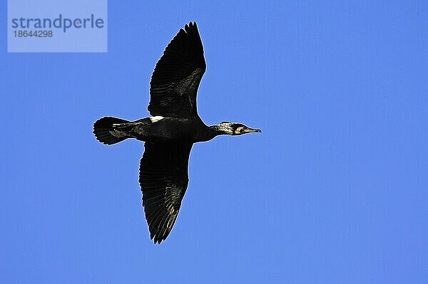 Kormoran (Phalacrocorax carbo)  Nordrhein-Westfalen  freistellbar  Deutschland  Europa