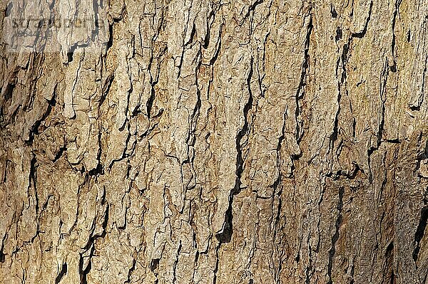 Indischer Bohnenbaum (Catalpa bignonioides)  Rinde