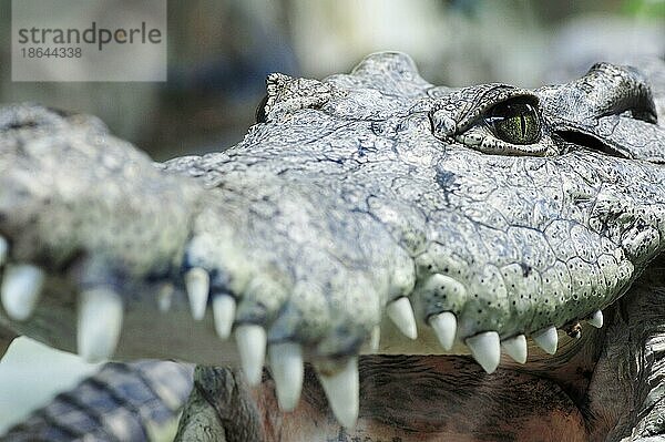 Nilotisches Krokodil (Crocodylus niloticus)
