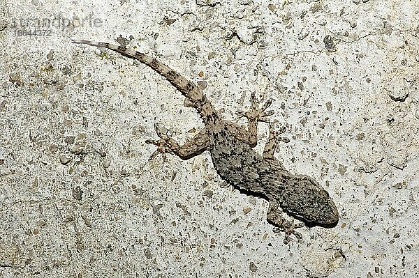 Mauergecko (Tarentola mauritanica)  Jungtier  Provence  Südfrankreich  Hausgecko  freistellbar