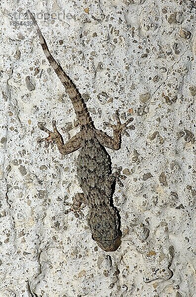 Mauergecko (Tarentola mauritanica)  Jungtier  Provence  Südfrankreich  Hausgecko  freistellbar