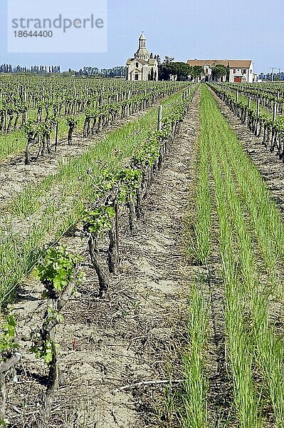 Weingut 'Mas le Pive' und Weinberg  Camargue  Gard  Languedoc-Roussillon  Südfrankreich