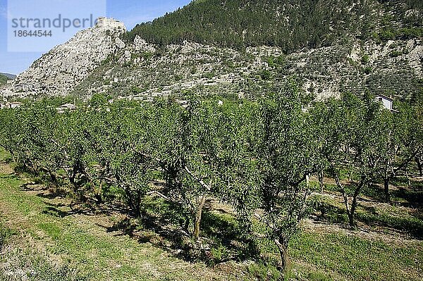 Mandelbäume (Prunus dulcis) und Blick nach Entrevaux mit Festung  Alpes-de-Haute-Provence  Provence-Alpes-Cote d'Azur  Südfrankreich  Mandelbaum