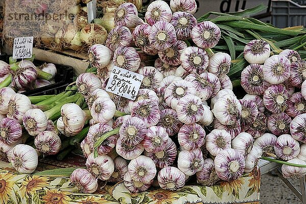 Marktstand mit Knoblauch (Allium sativum)  Sault  Vaucluse  Provence-Alpes-Cote d'Azur  Südfrankreich