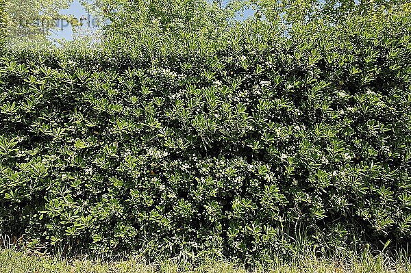 Chinesischer Klebsame (Pittosporum tobira) als Hecke  Provence  Südfrankreich  Klebsamengewächse  Pittosporaceae