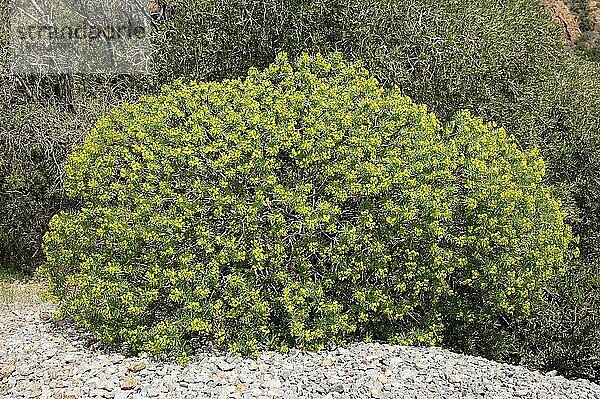 Baumartige Wolfsmilch  Provence  Südfrankreich  Baum-Wolfsmilch (Euphorbia dendroides)