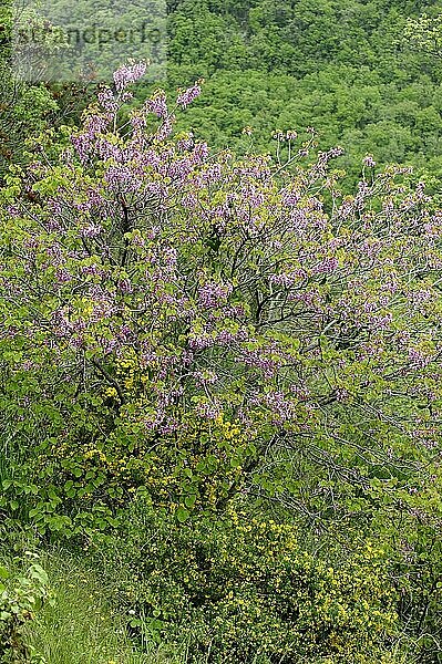 Judasbaum (Cercis siliquastrum)  blühend  Provence  Südfrankreich  Herzbaum  Johannisbrotgewächse  Caesalpiniaceae