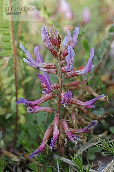 Französischer Tragant (Astragalus monspessulanus)  Provence  Südfrankreich  Montpellier-Tragant