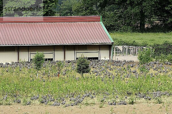 Helmperlhühner (Numida meleagris) in Freilandhaltung  Perlhuhnfarm  Hühnerfarm