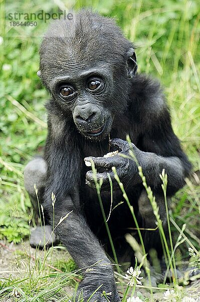 Junger Westlicher Flachlandgorilla (Gorilla gorilla gorilla)