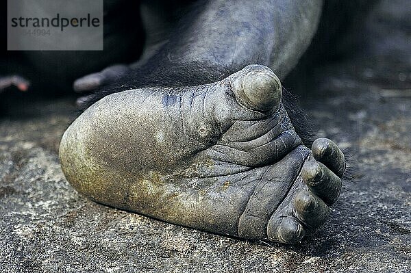 Westlicher Flachlandgorilla (Gorilla gorilla gorilla)  Fuß