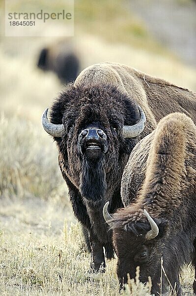 Bisons (Bison bison)  Paar  Yellowstone Nationalpark  Wyoming  Bulle  USA  Nordamerika