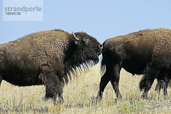 Bison (Bison bison)  Bulle  Yellowstone Nationalpark  Wyoming  seitlich  USA  Nordamerika