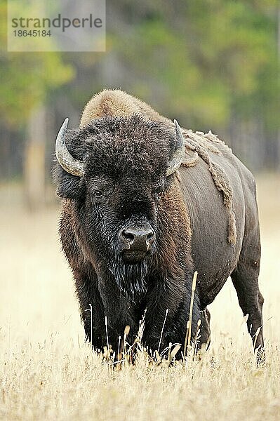 Bison (Bison bison)  Bulle  Yellowstone Nationalpark  Wyoming  USA  Nordamerika