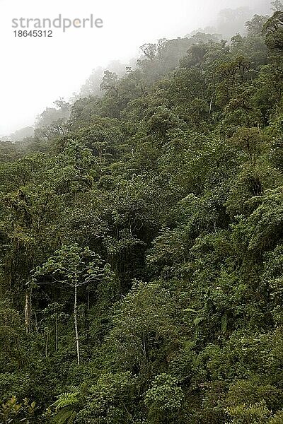 Regenwald im Manu-Nationalpark  Peru  Südamerika