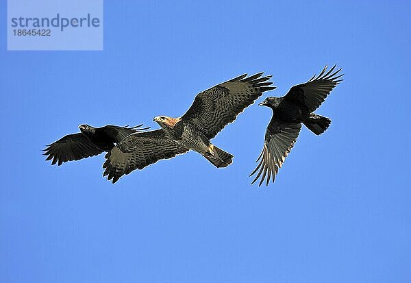 Rabenkrähen (Corvus corone corone) attackieren Mäusebussard (Buteo buteo)  Nordrhein-Westfalen  Rabenkrähe  Krähe  Mäusebussard  Bussard  Deutschland  Europa