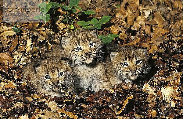 Europäischer Luchs (Lynx lynx)  Europäische Luchse  Nordluchs  Nordluchse  Luchs  Luchse  Raubkatzen  Raubtiere  Säugetiere  Tiere  European Lynx  felis lynx  Cub