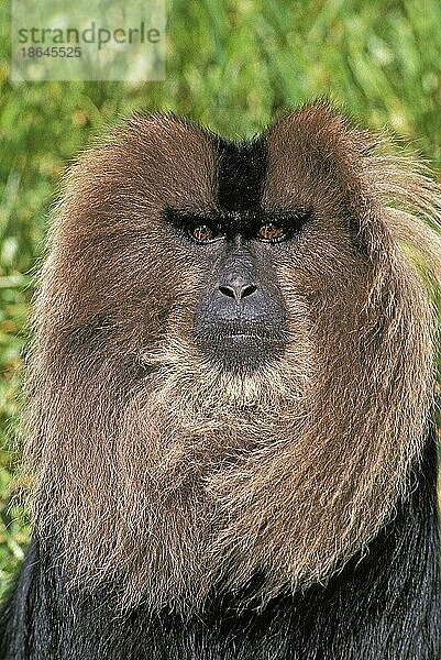 Löwenschwanzmakak (macaca silenus)  Portrait eines Erwachsenen