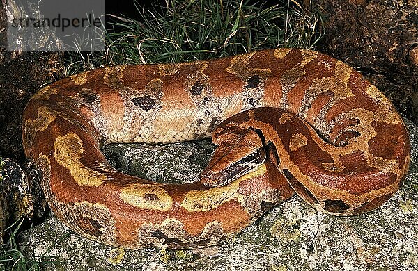 Sumatrakurzschwanzpython  Sumatrakurzschwanzpythons  Andere Tiere  Reptilien  Schlangen  Tiere  Blood Python  python (curtus)