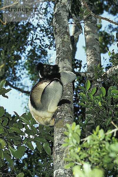 Indri  Indris (indri indri)  Affen  Halbaffen  Primaten  Säugetiere  Tiere  Adult in Tree  Madagascar