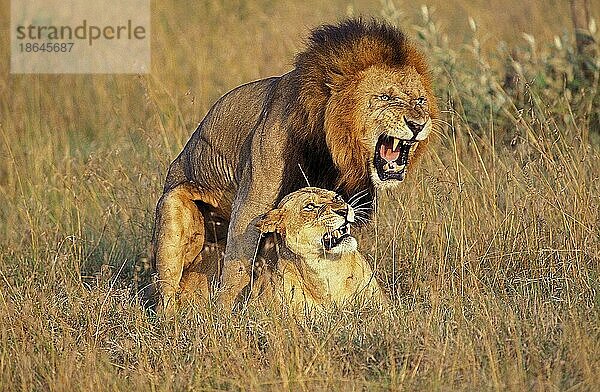 Afrikanischer Löwenische (panthera leo) Löwennischer Löwenische Löwen  Löwen  Raubkatzen  Raubtiere  Säugetiere  Tieren Lion  Pair mating  Masai Mara Park in Kenya