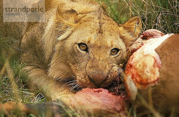 Afrikanischer Löwenische (panthera leo) Löwennischer Löwenische Löwen  Löwen  Raubkatzen  Raubtiere  Säugetiere  Tieren Lion  Female on a Kill  a Topi  Masai Mara Park in Kenya