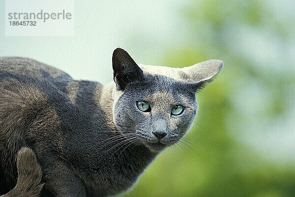 Russisch Blau Hauskatze  erwachsen