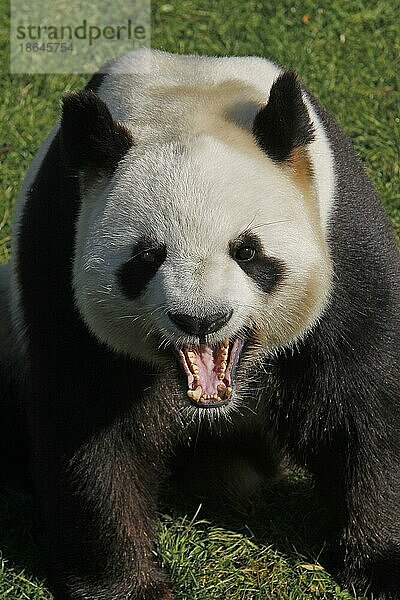 Großer Panda (ailuropoda melanoleuca)  Bambusbär  Große Pandas  Bambusbären  Kleinbären  Raubtiere  Säugetiere  Tiere  Giant Panda  Adult Yawning