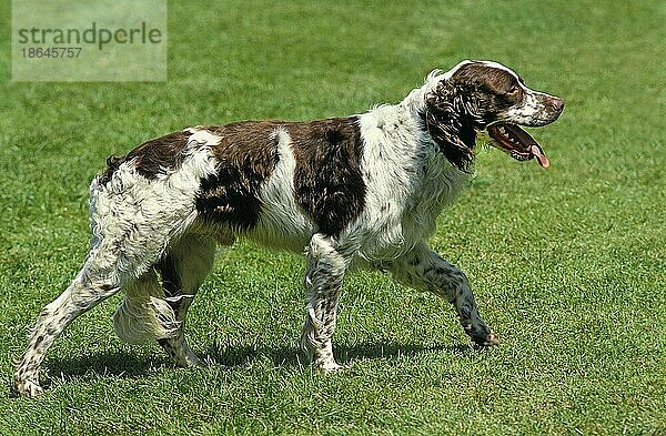 Französischer Spaniel  Erwachsener läuft auf Rasen