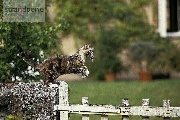 Amerikanische Drahthaar-Hauskatze  erwachsen über Zaun springend