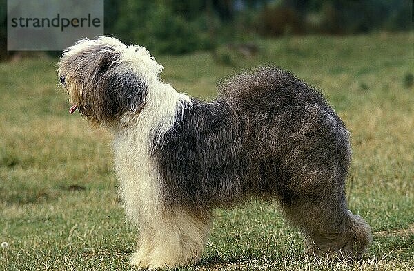 Bobtail-Hund oder Old English Sheepdog  Erwachsener stehend auf Gras