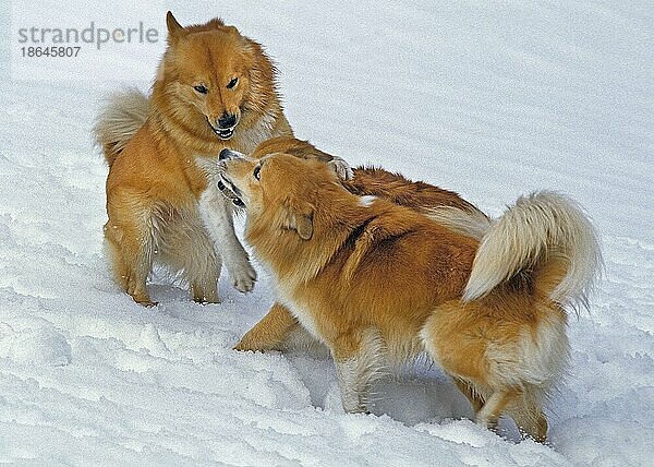 Islandhund oder Isländischer Schäferhund  Erwachsene spielen auf Schnee