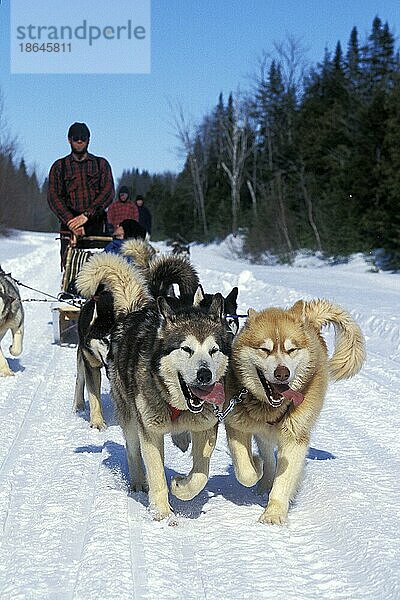 Siberian Husky  Mann Mushing Schlittenhunde-Team  Quebec in Kanada