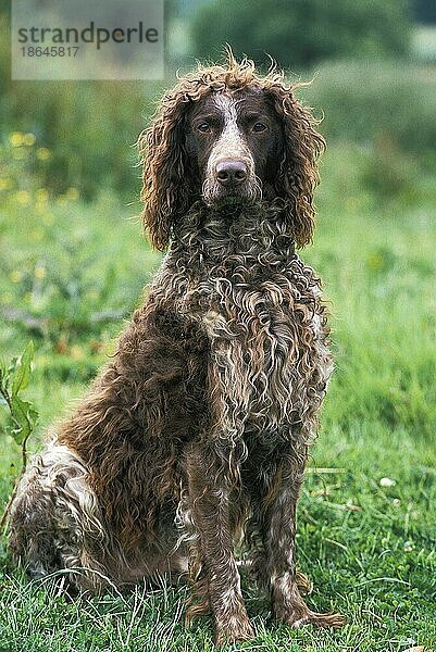 Pont Audemer Spaniel  Erwachsener sitzend auf Gras