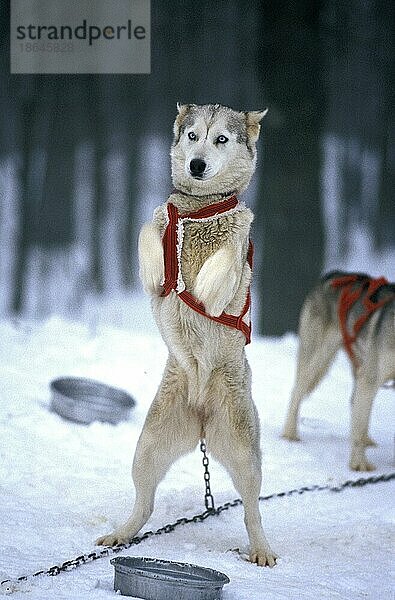 Siberian Husky  Erwachsener auf den Hinterbeinen stehend  Schlittenhund wartet auf Gleitfahrt