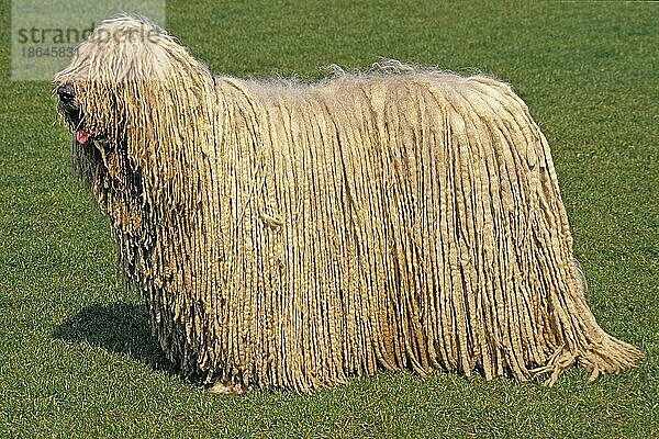 Komondor Hund  Erwachsener stehend auf Rasen